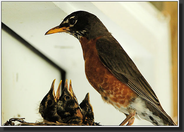 20050618-0001-Baby-Robin