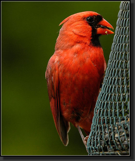 20050703-0001-Cardinal