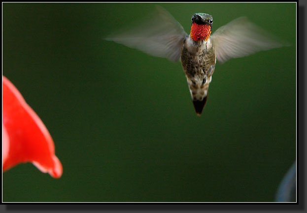 20050821-0010-Hummer