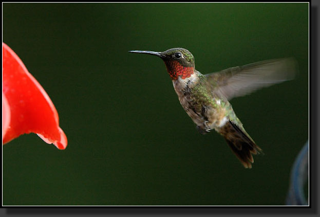 20050821-0012-Hummer