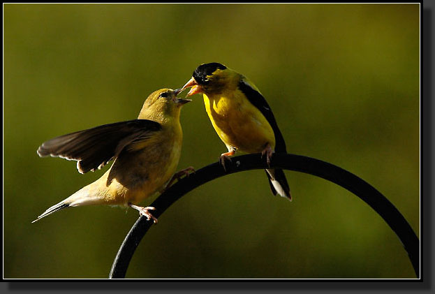 20050903-0024-Goldfinch-Feeding