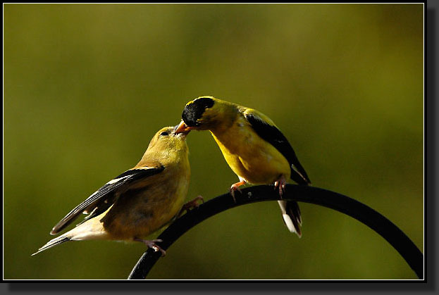 20050903-0027-Goldfinch-Feeding