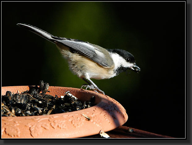 20050904-0021-Chickadee