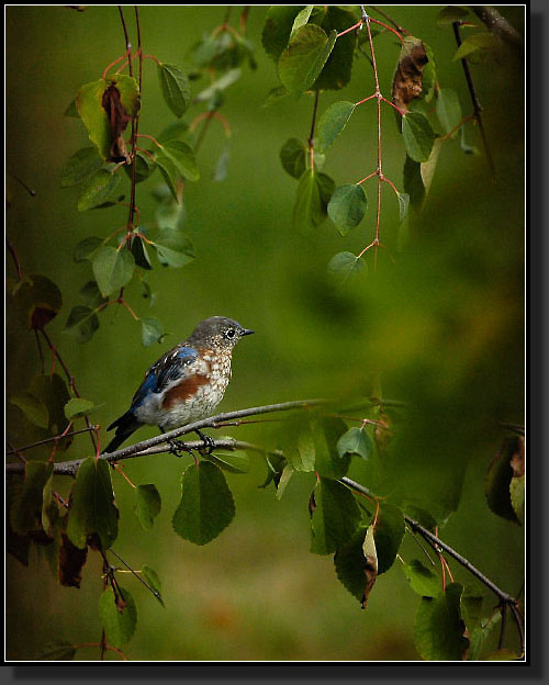 20050924-0006-Bluebird