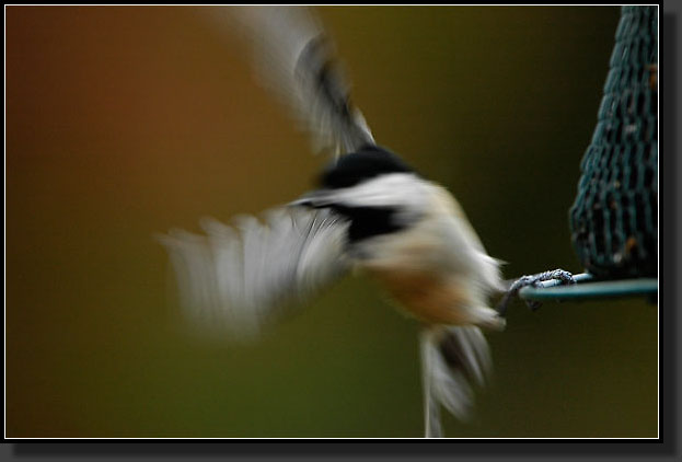 20051009-0001-Chickadee