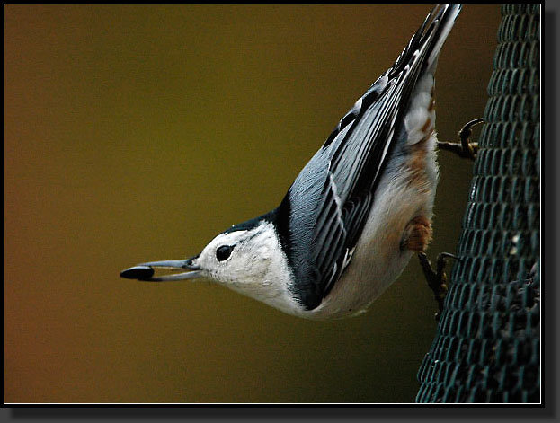 20051009-0003-Nuthatch