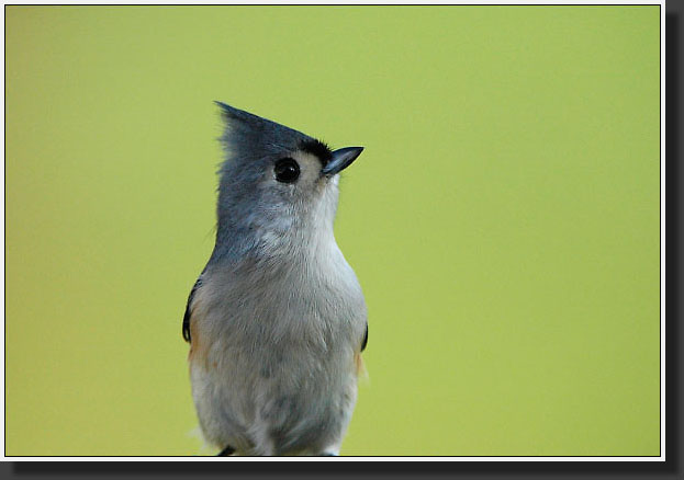 20051015-0001-Titmouse