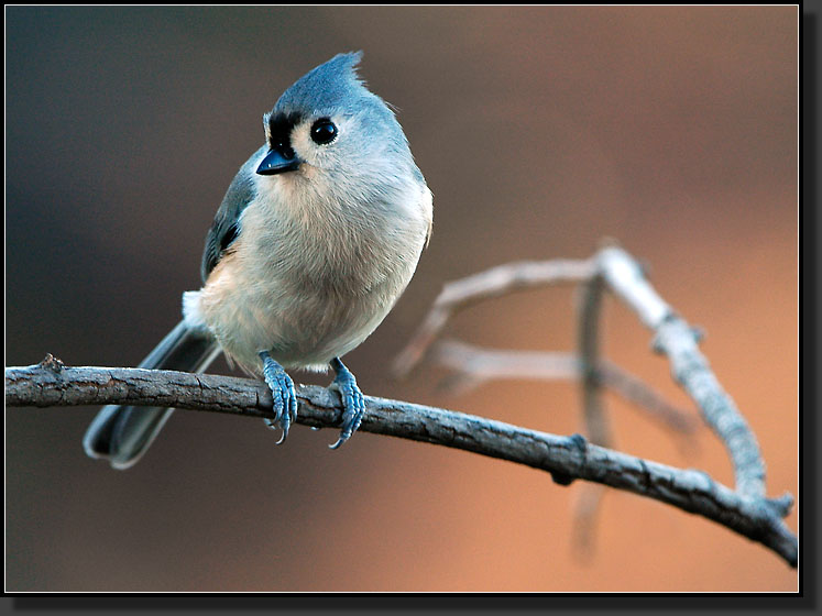 20051111-0024-Titmouse