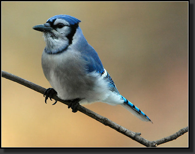 20051123-0013-Bluejay