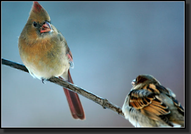 20051124-0004-Cardinal,-Sparrow