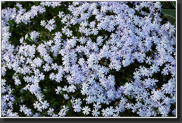 20050511-02-Creeping-Phlox-(Phlox-Subulata)