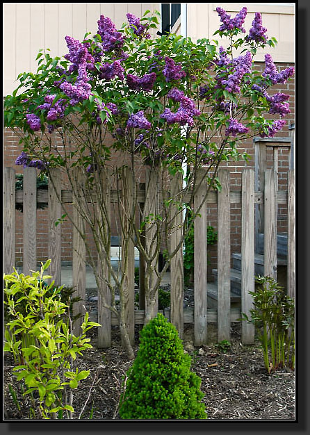 20050511-04-French-Lilac-(Synringa-Vulgaris)