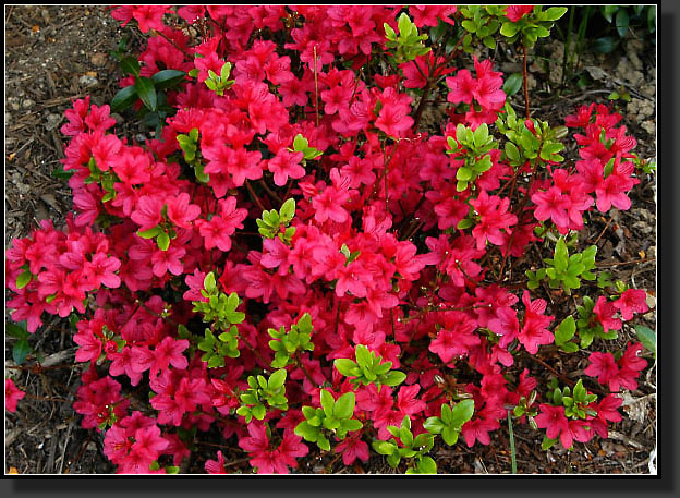 20050511-05-Hino-Crimson-Azalea