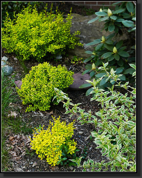 20050512-08-Golden-Barberry-(Aurea,-Bonanza)