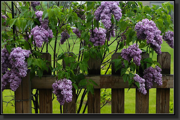 20050514-10-French-Lilac-(Synringa-Vulgaris)