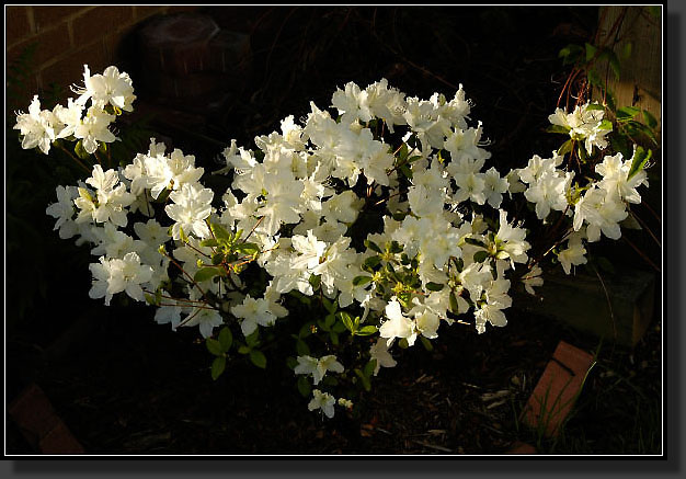 20050518-01-Azalea-'Delaware-Valley-White'