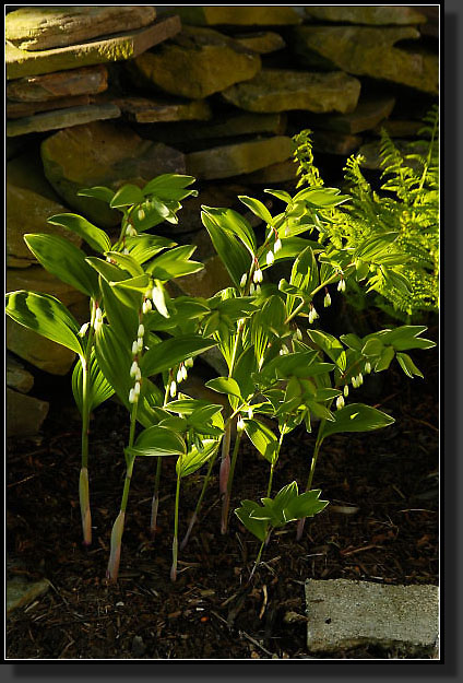 20050518-01-Solomon-Seal-Variegated