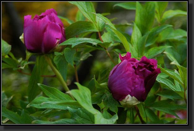 20050518-03-'Kamata-Nishiki'-Tree-Peony