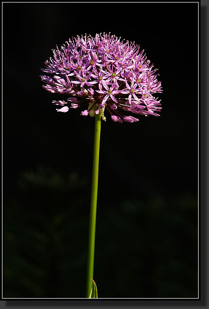 20050518-11-Allium-'Purple-Sensation'