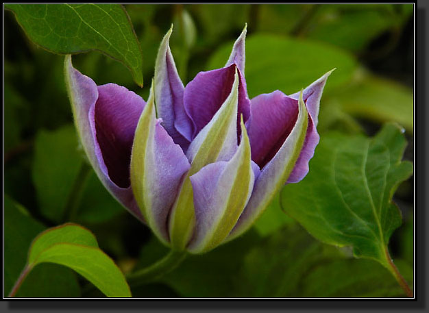 20050518-12-Clematis-'Dr.Ruppel'