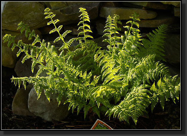 20050518-13-Lady-Fern