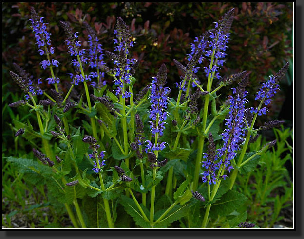 20050518-14-Salvia-'May-Night'