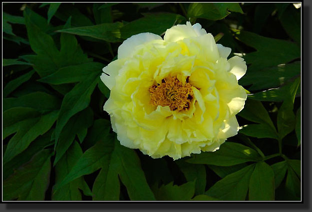 20050521-01-Yellow-Tree-Peony