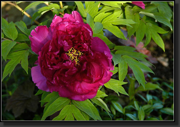 20050521-15-'Kamata-Nishiki'-Tree-Peony