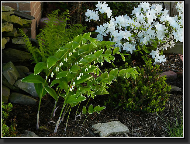 20050521-18-Solomon-Seal,-Lady-Fern,-Delaware-Valley-White