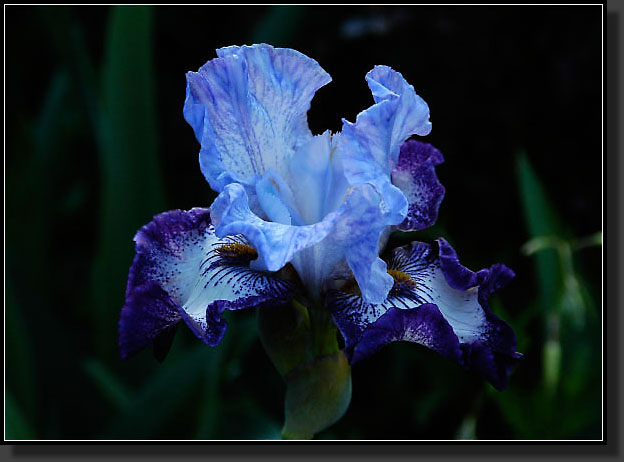 20050527-19-Bearded-Iris