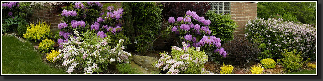 20050530-00-Rhody,-Weigela,-Lilac