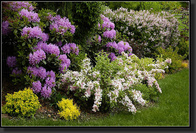 20050530-02-Rhody,-Weigela,-Lilac