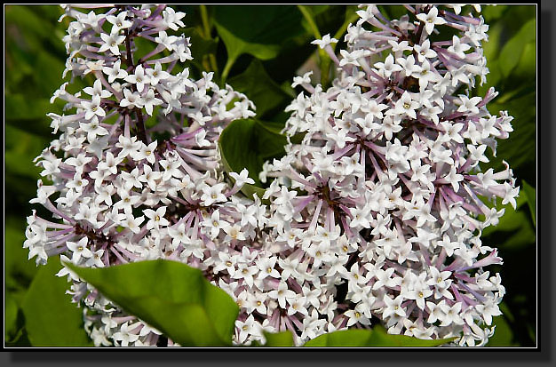 20050605-23-Lilac-'Miss-Kim'