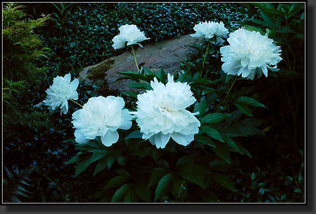 20050609-03-Peony-'Festiva-Maxima'