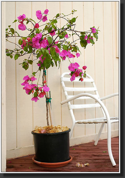 20050611-01-Bougainvillea