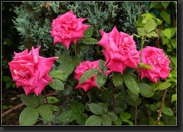 20050612-03-Rose-'Proud-Land'