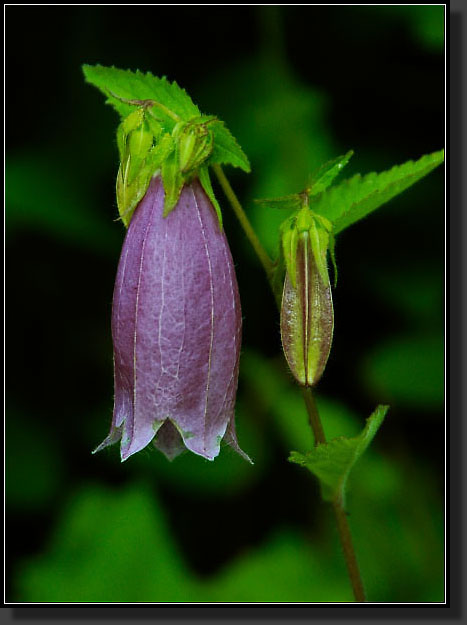 20050618-25-Bellflower-'CherryBells'-(Campanula-Punctata)