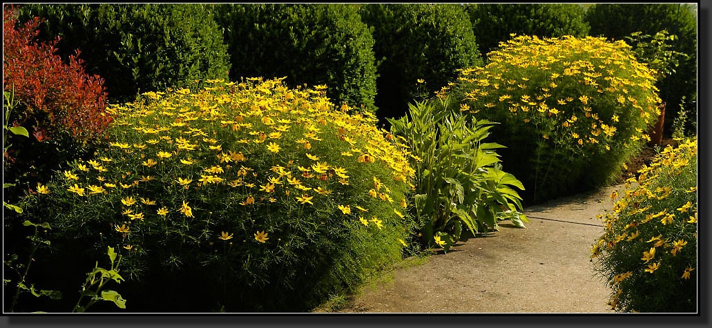 20050624-29-Coreopsis-'Zagreb'-(Verticillata)