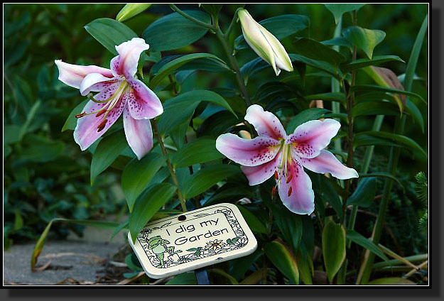 20050702-31-Oriental-Lily-'Stargazer'