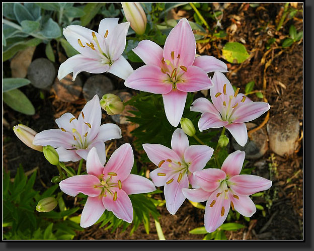 20050704-32-Asiatic-Lily