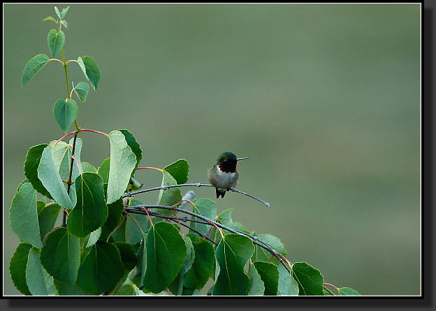 20050709-0020-Ruby-Throat-On-Katsura