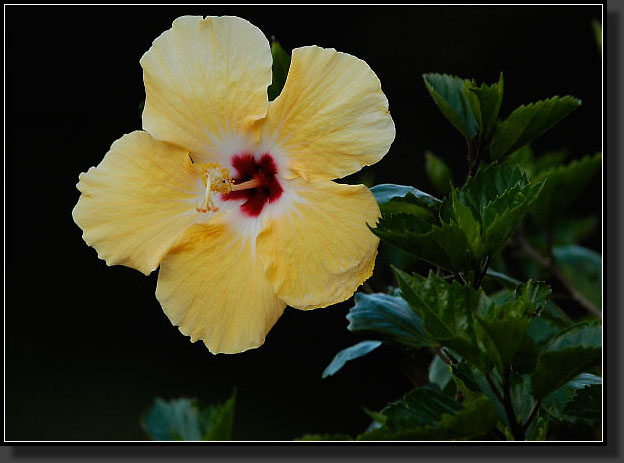 20050709-0022-Yellow-Hibiscus