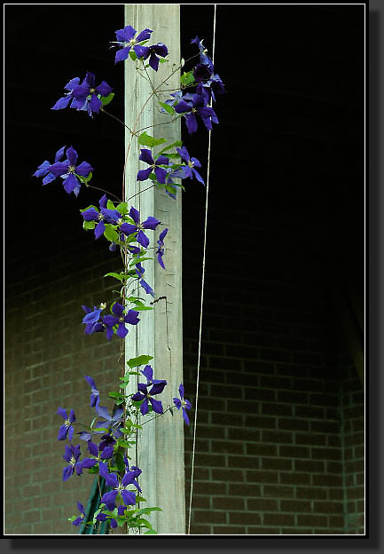 20050710-34-Clematis-'Jackmanii'