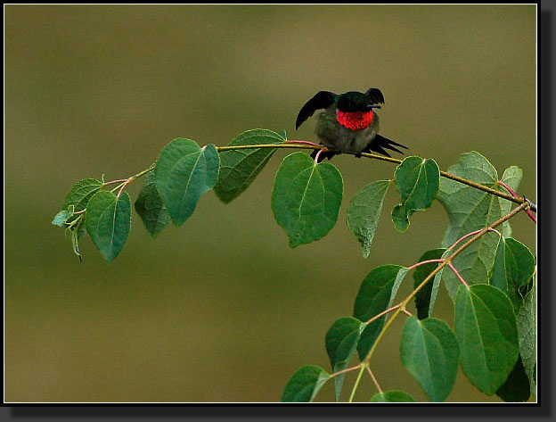 20050713-0008-Ruby-Throat-On-Katsura