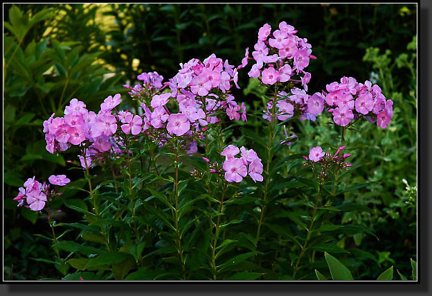 20050730-0003-Phlox-'Franz-Schubert'