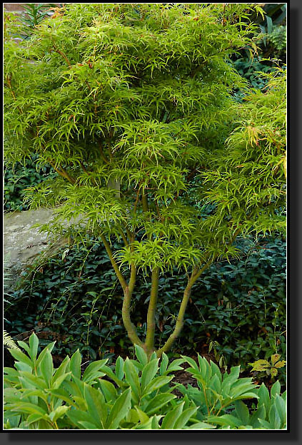 20050730-0006-Japanese-Maple-Kamagata