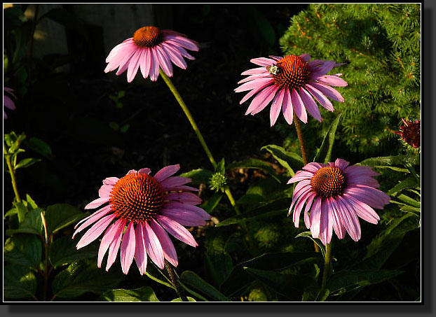 20050730-0010-Purple-Coneflower-'Magnus'