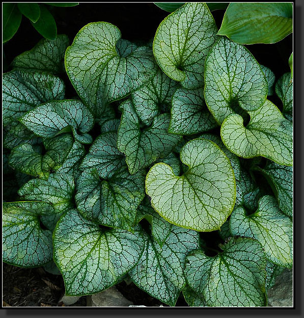 20050730-0015-Brunnera-'Jack-Frost'