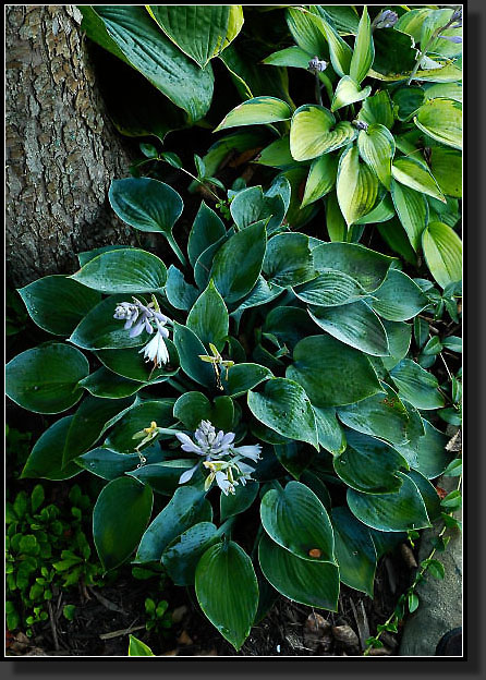 20050730-0018-Hosta-'Halcyon,-June'-