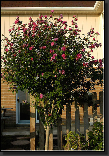 20050817-0004-Althea-'RedLucy'-(Hibiscus-Syriacus)